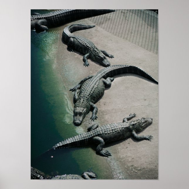 Krokodiles Resten på Riverbank Wildlife Poster (Framsidan)