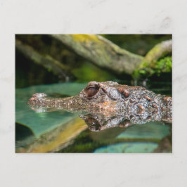 Krokodilreflektion Vykort