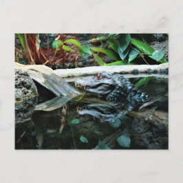 krokodilreflektionsbild vykort