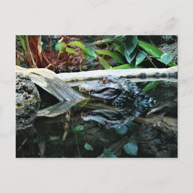 krokodilreflektionsbild vykort (Framsida)