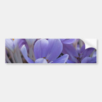 Krokus