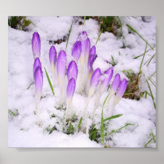 krokus i snö Poster