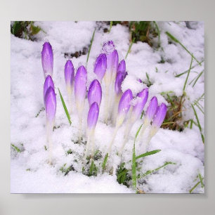 krokus i snöaffischen poster