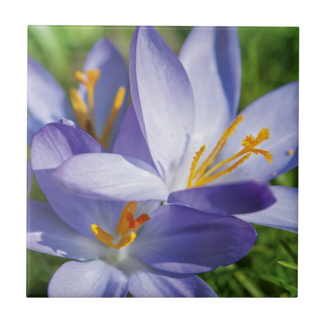 Krokus Kakelplatta (Framsidan)