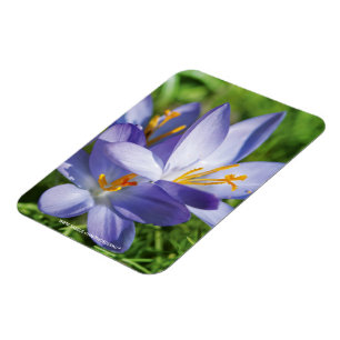 Krokus Magnet