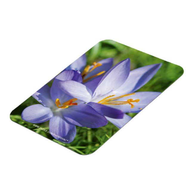 Krokus Magnet (Vänstra Sidan)
