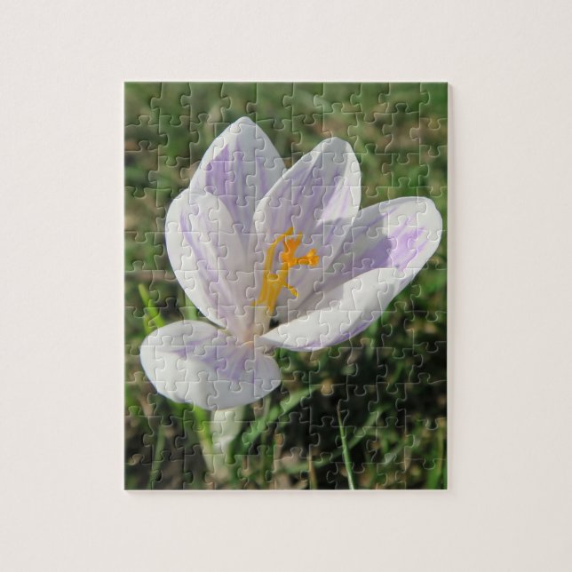 krokus, vår, blomma, natur, lila, blomning, pussel (Vertikal)