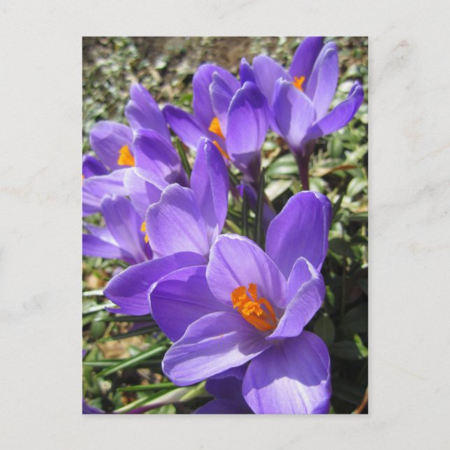 Krokus Vykort (Framsida)