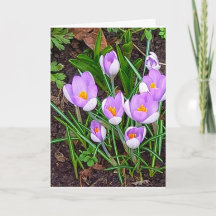 Krokusblomma Glad påsk