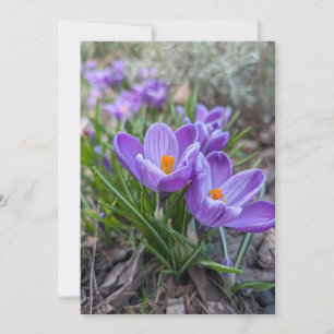 Krokusblommor Inbjudningar