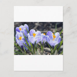 Krokusblommor Vykort