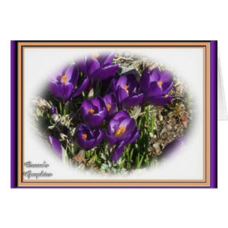 Krokusskönhet Hälsningskort