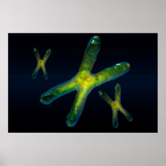 Kromosomer Poster