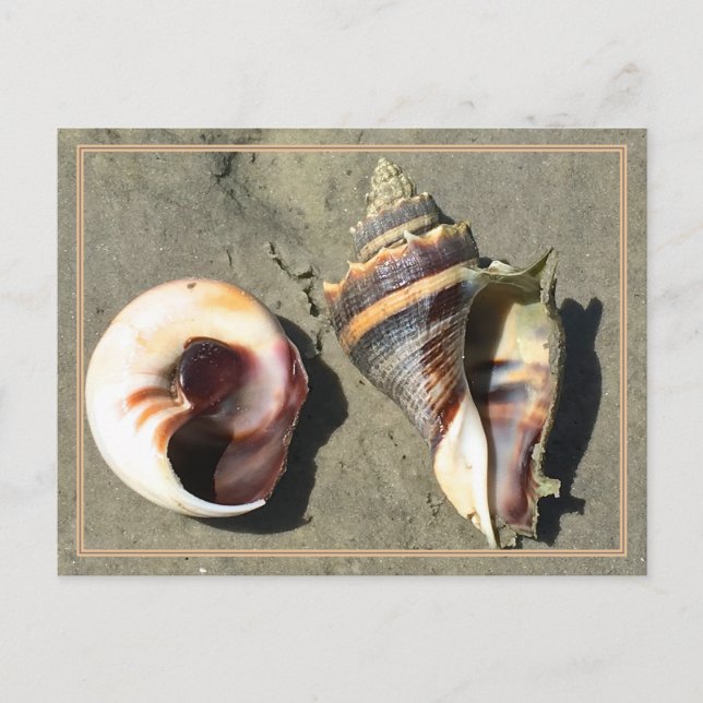 Krona Conch Seashells i naturvykort Vykort (Framsida)