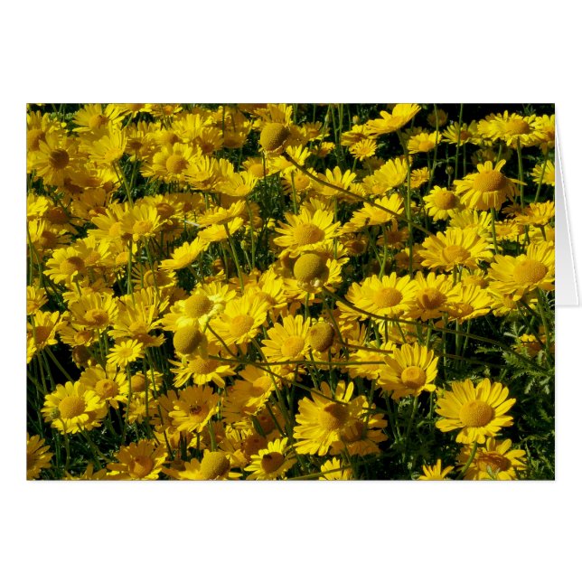Krona Daisy / Chrysanthemum Coronarium Hälsningskort (Framsidan Horizontal)
