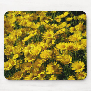 Krona Daisy / Chrysanthemum Coronarium Musmatta
