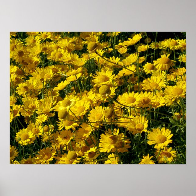 Krona Daisy / Chrysanthemum Coronarium Poster (Framsidan)