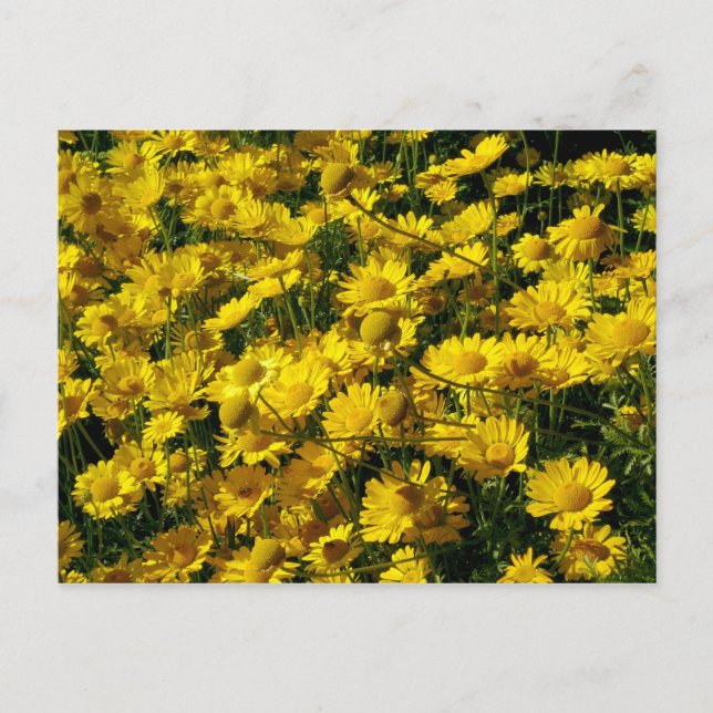 Krona Daisy / Chrysanthemum Coronarium Vykort (Framsida)