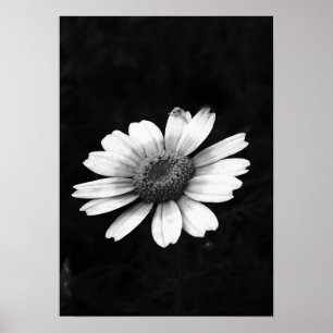 Krona Daisy Poster