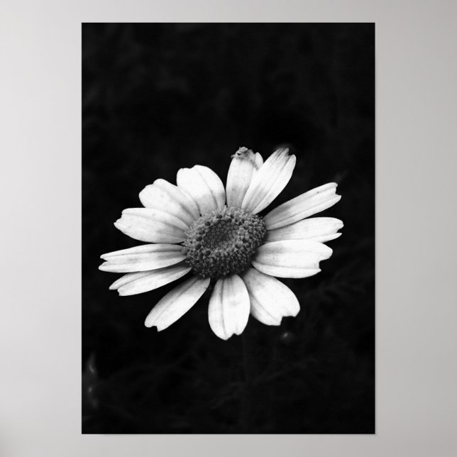 Krona Daisy Poster (Framsidan)