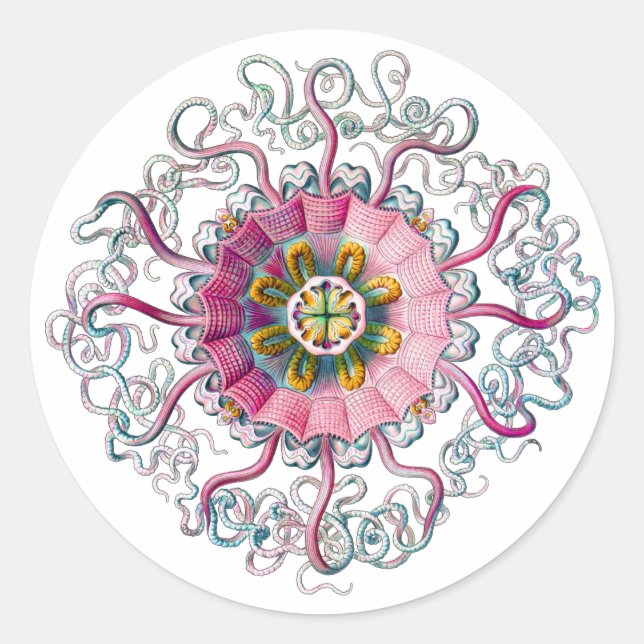 Krona eller Helmet Jellyfish Runt Klistermärke (Framsida)