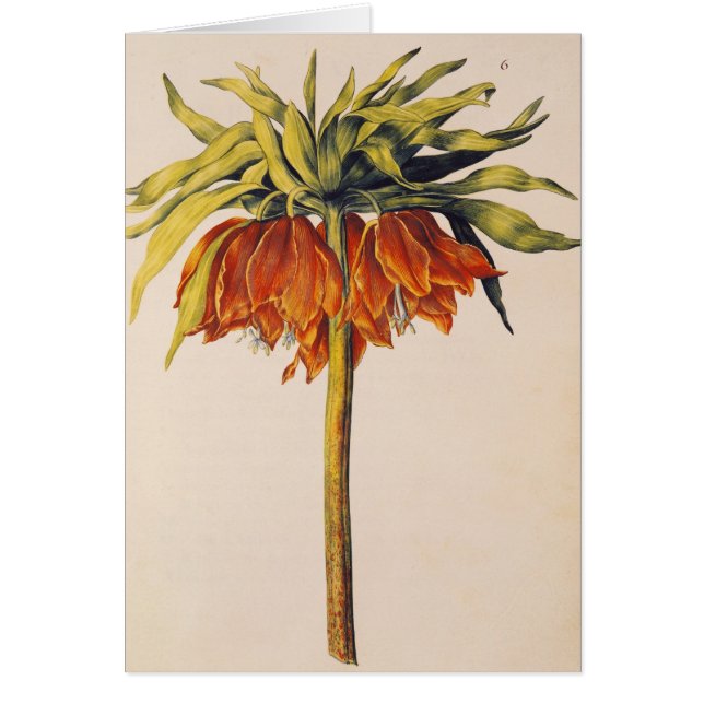 Kröna fritillaryen, från 'La Guirlande de Julie' Hälsningskort (Framsidan)