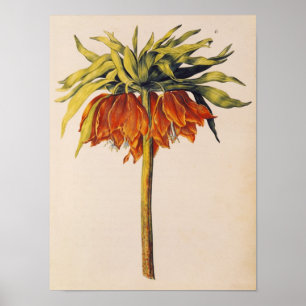 Kröna fritillaryen, från 'La Guirlande de Julie' Poster