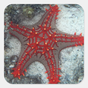 Krona i Thorns Starfish på korallrev Fyrkantigt Klistermärke