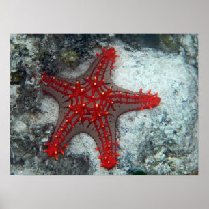 Krona i Thorns Starfish på korallrev Poster
