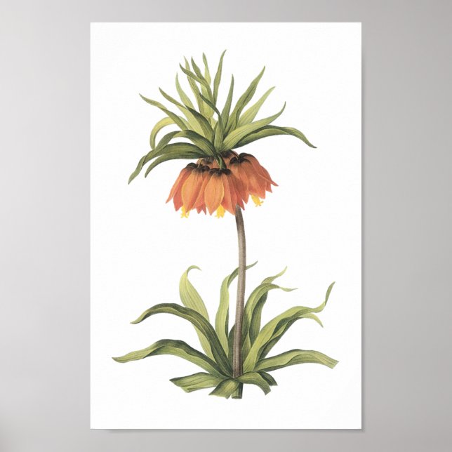 krona imperial (Fritillaria imperialis) av Redouté Poster (Framsidan)
