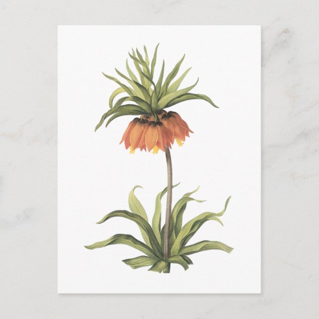 krona imperial (Fritillaria imperialis) av Redouté Vykort (Framsida)
