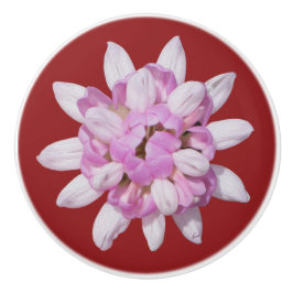 Krona Vetch #1 Knopp