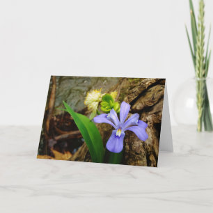Krönad blomma för vit för dvärg- Irisblått Kort