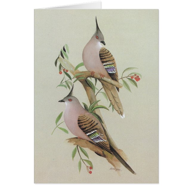 Krönad duva - Ocyphaps lophotes Hälsningskort (Framsidan)