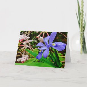 Krönad dvärg- Iris Kort