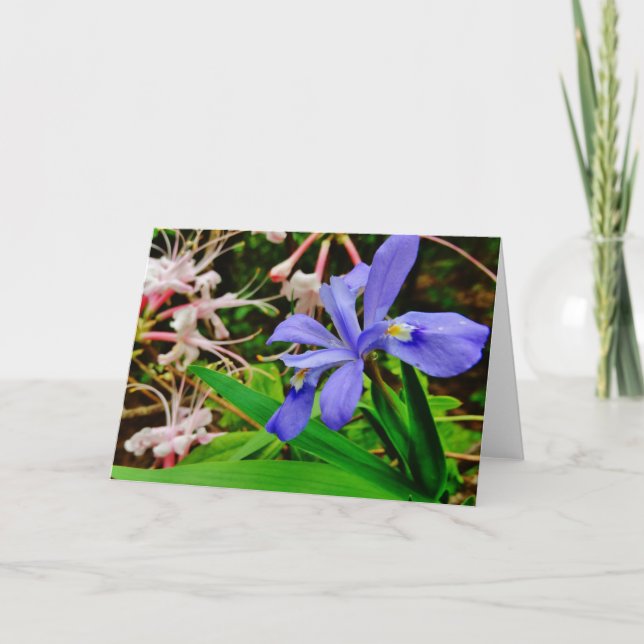 Krönad dvärg- Iris Kort (Framsida)