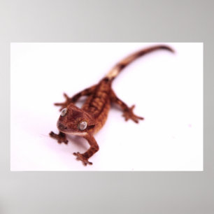 Krönad Gecko som går på en vinkel Poster