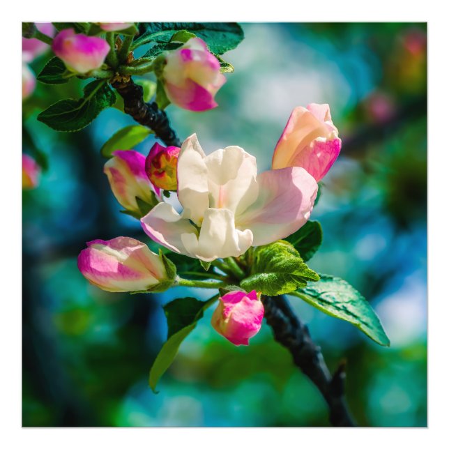Kronäppleblomma och knoppar fototryck (Framsidan)