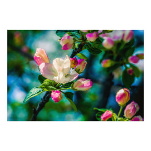 Kronäppleblomma och knoppar fototryck
