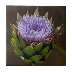 Kronärtskocka Cynara Cardunculus, i flower. Kakelplatta