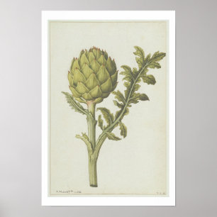 Kronärtskocka: Cynara scolymus, 1568 Poster