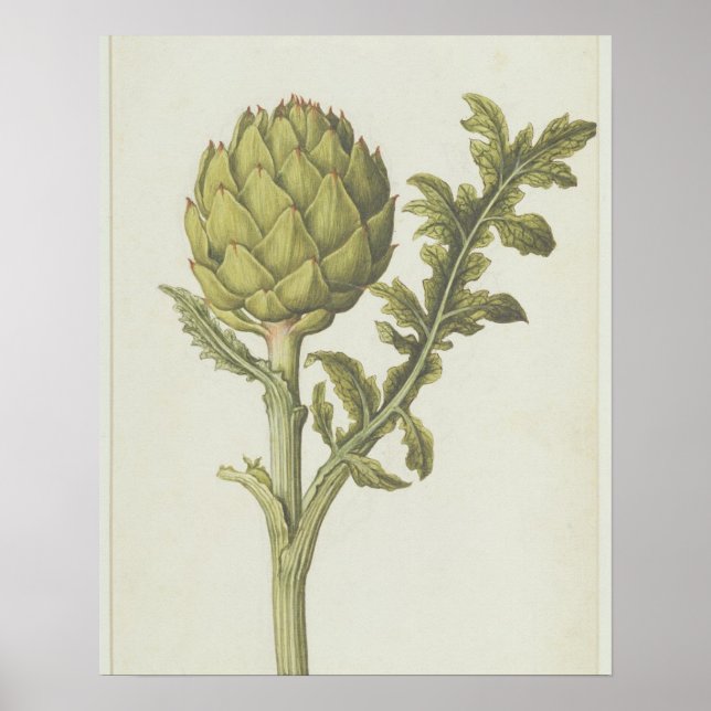Kronärtskocka: Cynara scolymus, 1568 Poster (Framsidan)