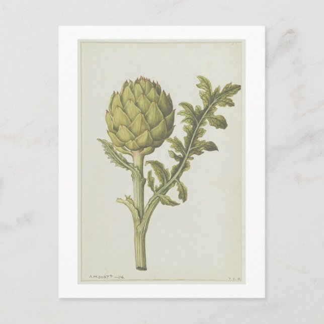 Kronärtskocka: Cynara scolymus, 1568 Vykort (Framsida)
