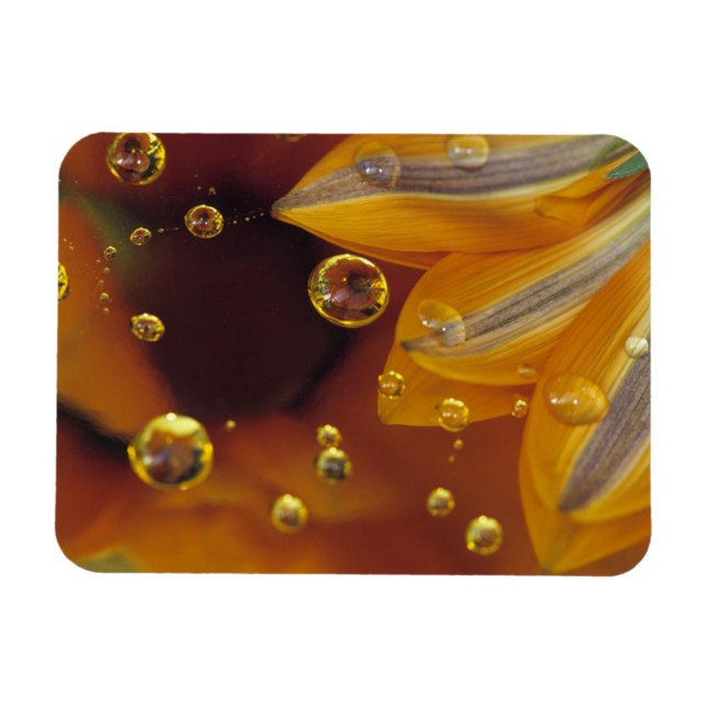 Kronblad på Mylar reflekterande yta med droppar. Magnet (Horisontell)