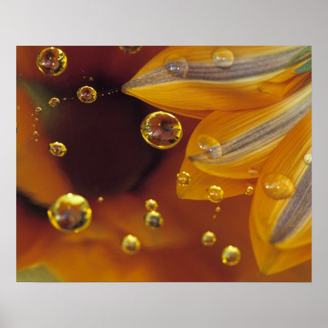 Kronblad på Mylar reflekterande yta med droppar. Poster (Framsidan)