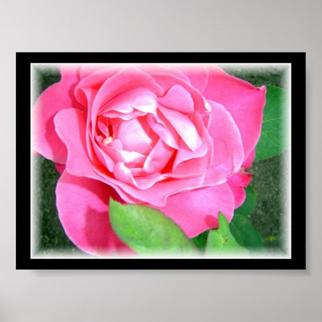 Kronblad Rosa Ros Poster (Framsidan)