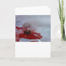 Kronflocka i is, kort