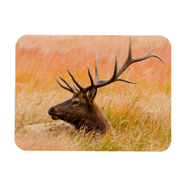 Kronhjort (Cervus Elaphus) Vilande På Ängsgräs Magnet (Horisontell)