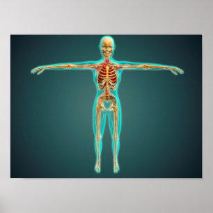 Kropp på människa med skelettsystem, artärer 1 poster