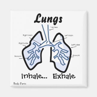 Kroppsdelar - Humanlok Magnet